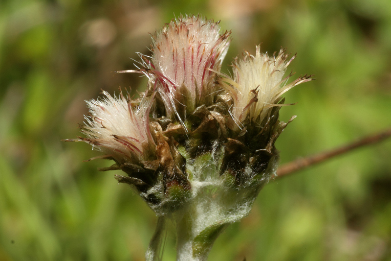 Antennaria dioica vs Antennaria carpatica